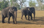 55 Years of friendship: Heartfelt story of elephants Bhama and Kamatchi is trending