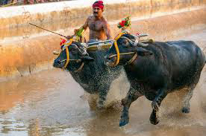 kambala