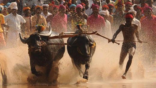 kambala14