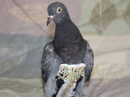 olive-pigeon-