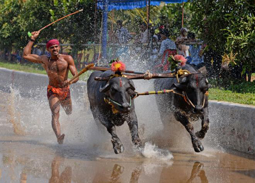 Kambala