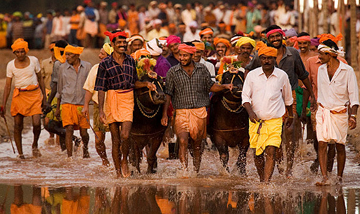 kambala1nov19.jpg