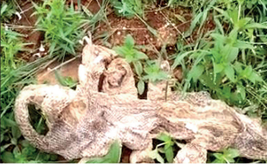Image result for 'SEVEN-HEADED' SNAKE'S SKIN SPOTTED NEAR BENGALURU!