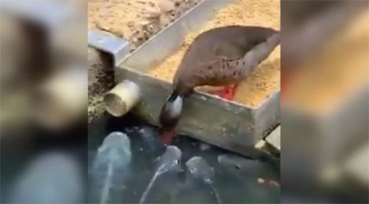 Duck-feeding-f...