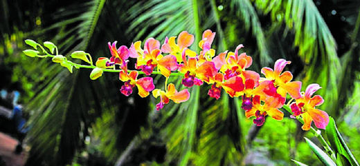 Orchid-expo.jp