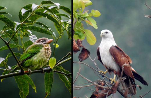 Manipal Bird Day 2020