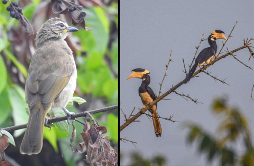 Manipal Bird Day 2020