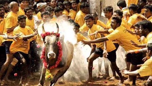 jallikattu15ja.