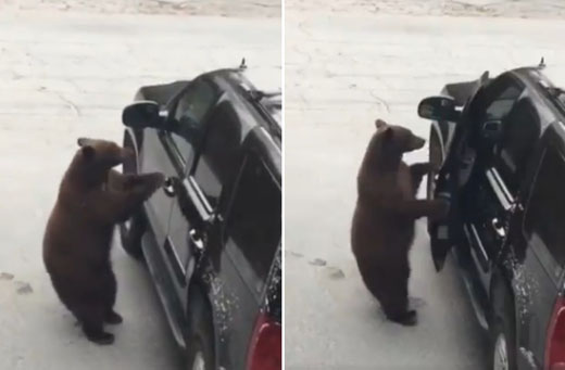 Watch Bear Smartly Opens Car Door And Enters Parked Suv During
