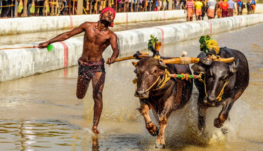 Kambala12dec19...