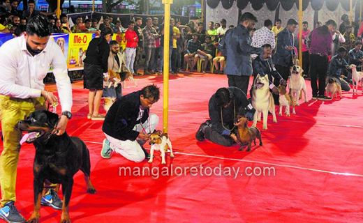 dog-show2dec19...