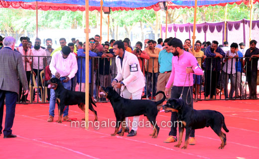 dog-show2dec19...