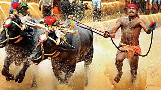 kambala29nov19...