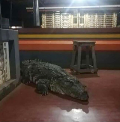 crocodile21oct
