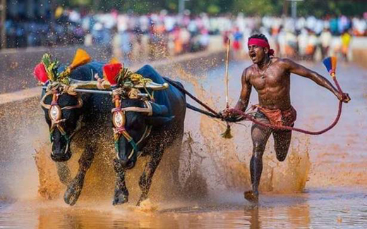 kambala-runner...