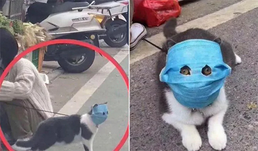 pets-wearing-mask