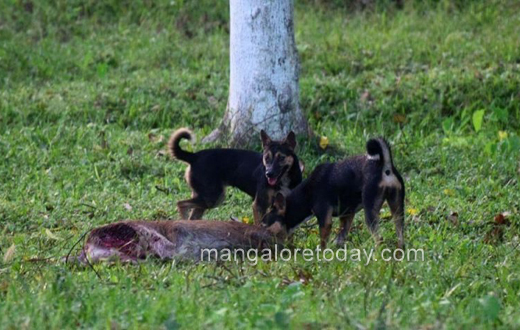 Stray dogs attack deer in Pilikula mangalore