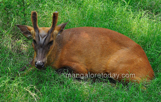 Stray dogs attack deer in Pilikula mangalore