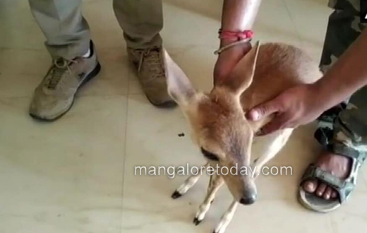 Stray dogs attack deer in Pilikula mangalore