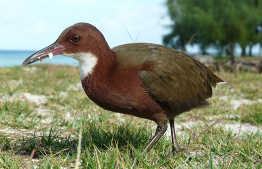 Aldabra-bird-e...