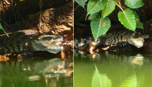 new crocodile in Sri Ananthapadmanabha Temple Lake