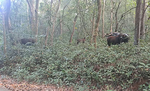 Wild Bison Puttur