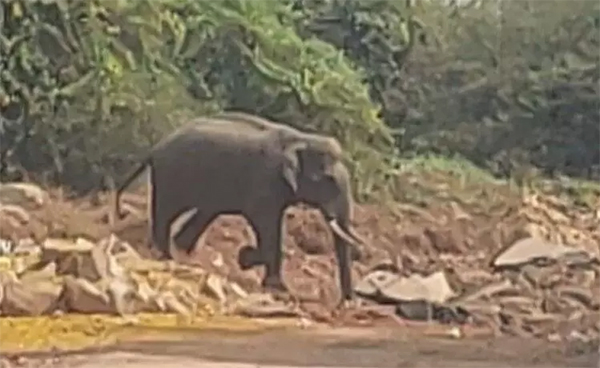 Elephant