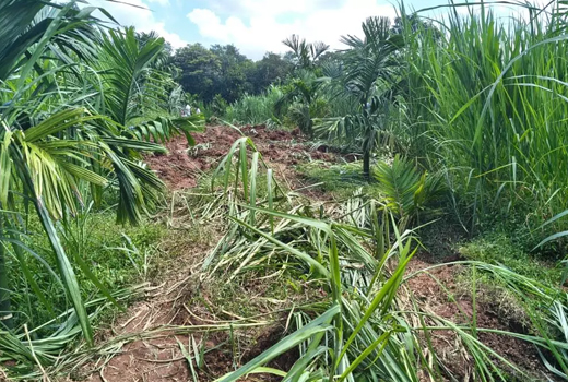 Damaging Farmland in Thenkamijaru