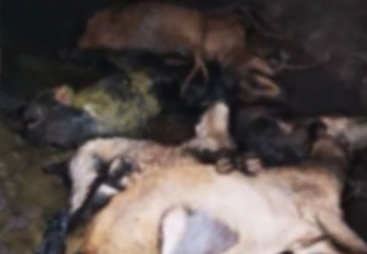 Stray Dogs Kill Five Goats in Katapady