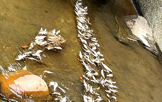 Fish Found Dead in Protected Matsyatirtha Zone Near Shishila