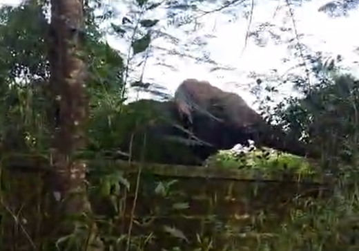 Wild Elephant at Ujire