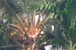 Belthangady: Coconut tree catches fire due to lightning strike