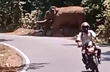 Wild elephant spotted on road at Charmady Ghat