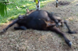 Kadaba: Cow found dead; wild elephant attack suspected