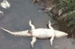 Kadaba: Crocodile found dead