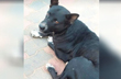 Subrahmanya: Street dog saves kid who was about to step on a cobra