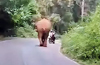 Wild elephant appears on highway; narrow escape for bike riders