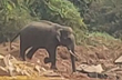 Uppinangady: Wild elephant spotted roaming near Netravathi river