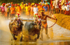 160 pairs of buffaloes expected to participate in the first two-day Bengaluru kambala