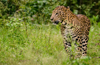 Sullia: Calf, 3 goats fall prey to leopard attack