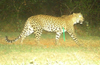 Karkala: Leopard pounces on moving car