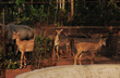 15 species give birth to young ones at Pilikula Biological Park