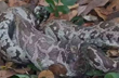 Mangaluru: 11 air bullets found in python’s stomach