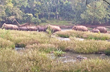 Sullia: Panic as herd of wild elephants reappear in Mandekolu