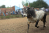 Woman dies in bull attack near Baikampady