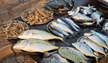 Mangaluru: Fish prices fall in local market