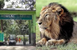 Lioness Sita housed with lion Akbar at Bengal safari, Hindu outfit goes to court