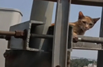 Cat rescued from top of Mobile tower in Bengaluru, video goes viral