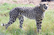 Namibian Cheetah Shaurya dies in Madhya Pradeshs Kuno; 10th death in the national park