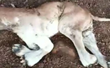 Cow gives birth to lion-like calf in MP’s Raisen, sparks sensation